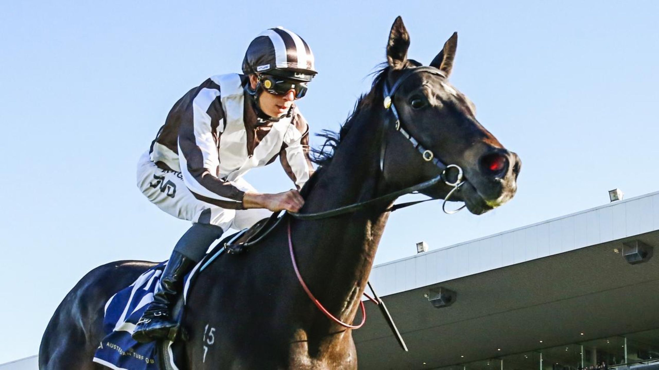 Mr Brightside Horse